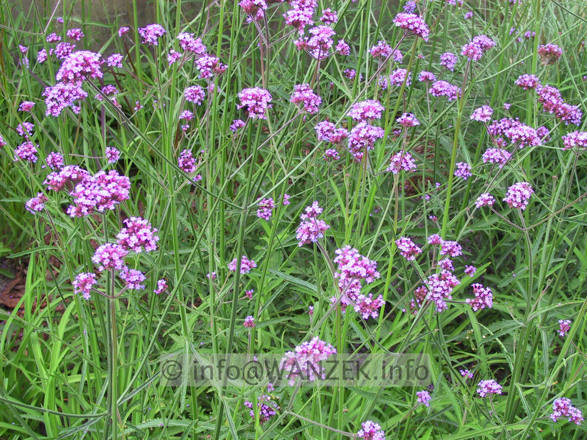 Verbena bonariense 03b.jpg